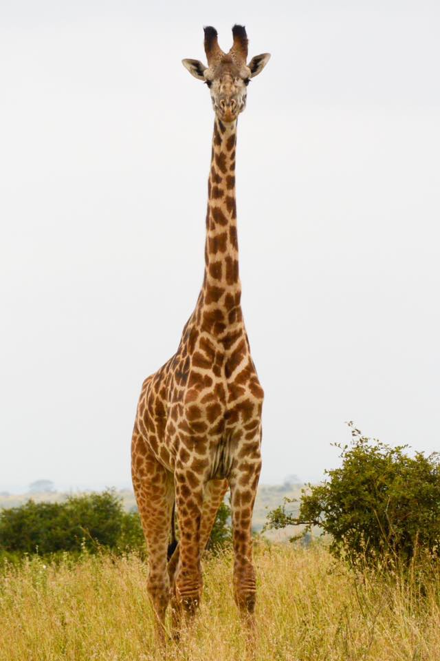 giraffe nairobi safari