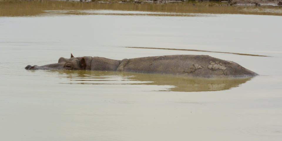 hippo nairobi safari