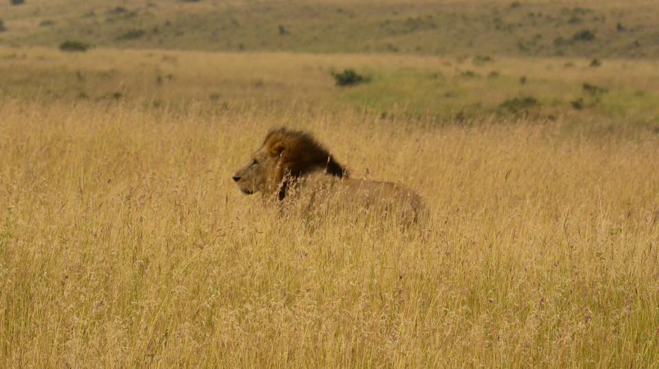 lion nairobi safari