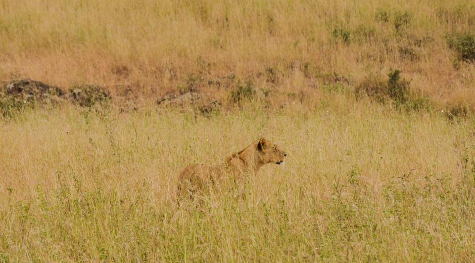lioness nairobi safari