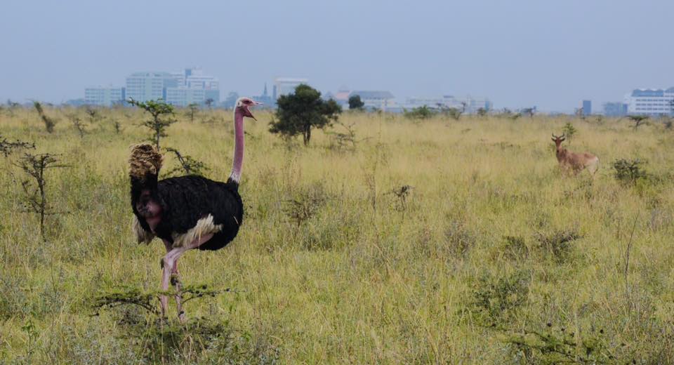 ostrich nairobi safari