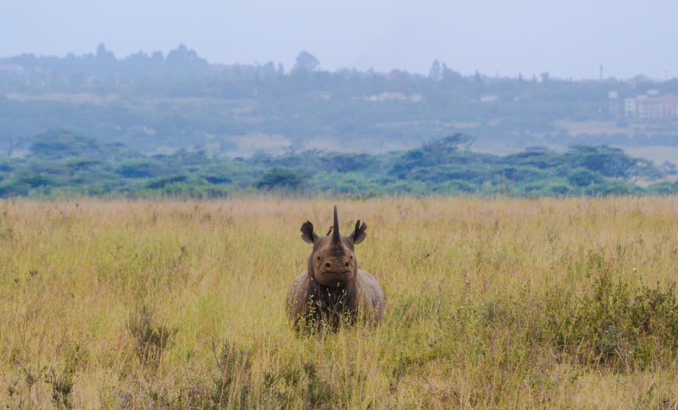 rhino nairobi safari