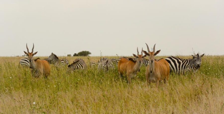 safari animals nairobi safari