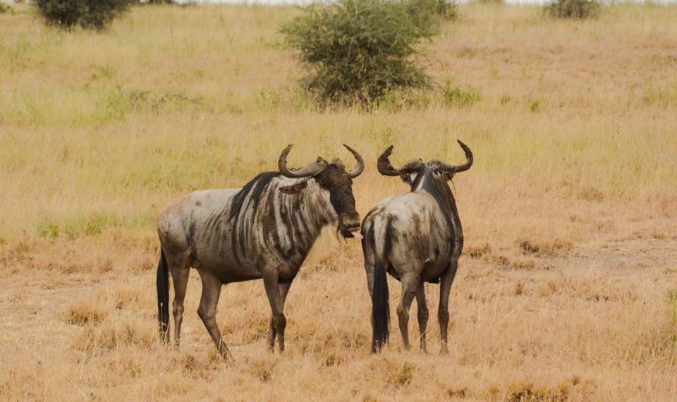wilderbeast nairobi safari