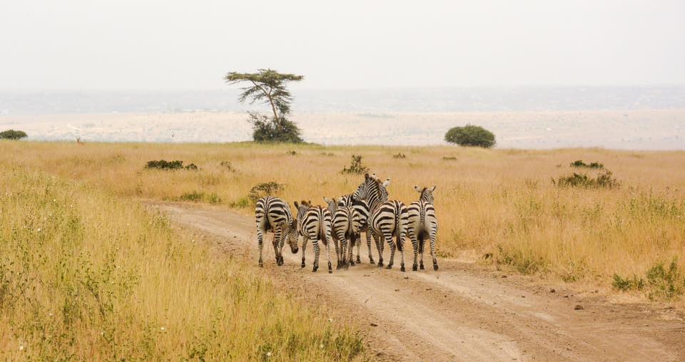 zebras at nairobi safari