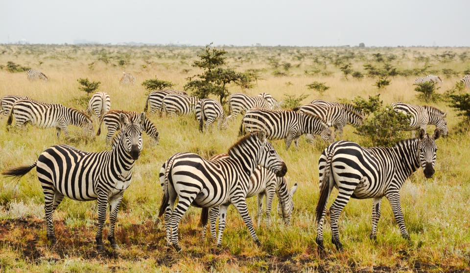zebras nairobi safari