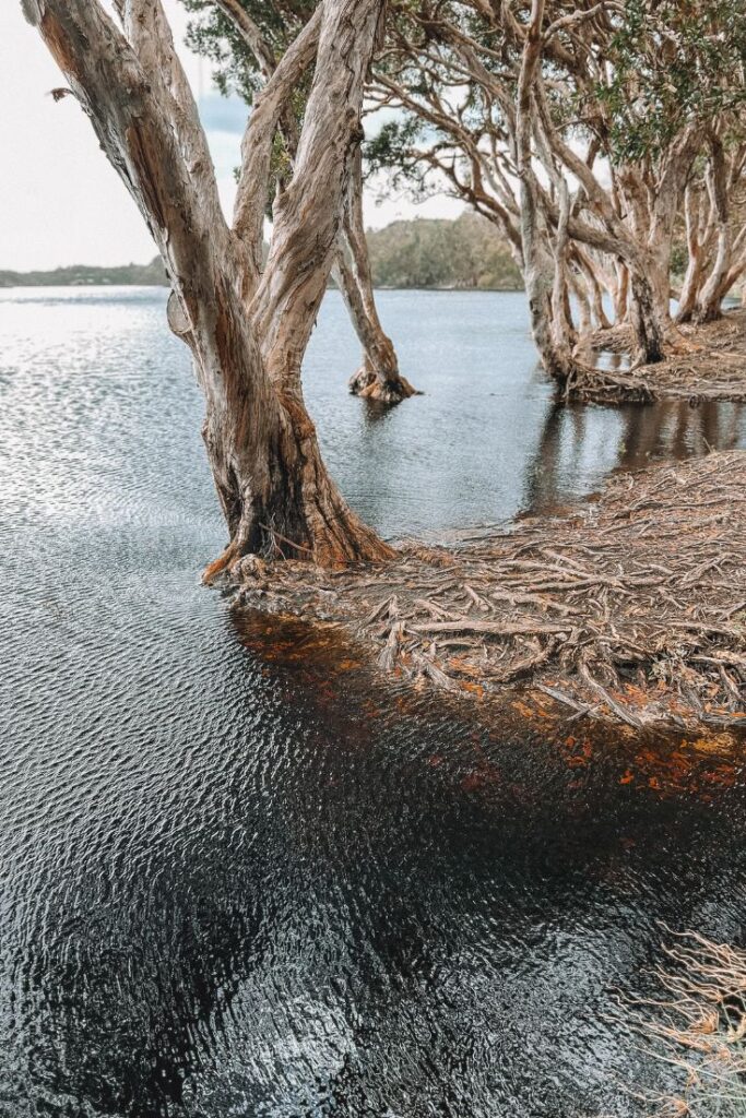 lake ainsworth tea tree lake lennox heads