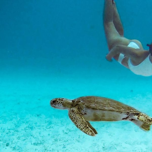 snorkeling with a turtle